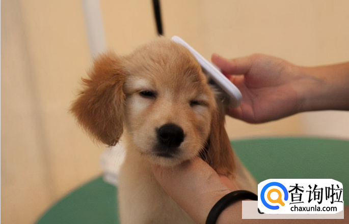 新手养可爱的狗狗要注意什么？