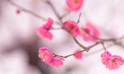 形容花漂亮唯美的诗句有哪些？