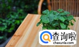 怎么样让铜钱草长的又好又壮，轻松打造小清新