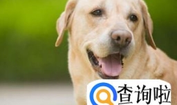 狗毛色变浅变淡怎么回事？哪些狗狗毛色容易变化