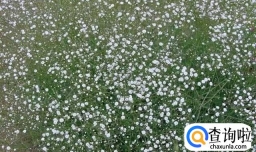 满天星的养护方法