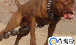 六大最凶猛的狗