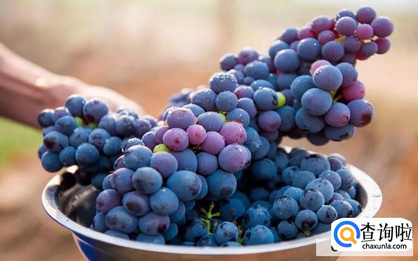 葡萄可以带皮吃吗
