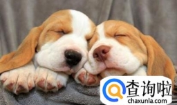 宠物常见体外寄生虫应对方法