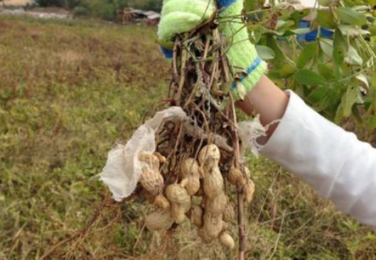 花生收获季节几月份 
