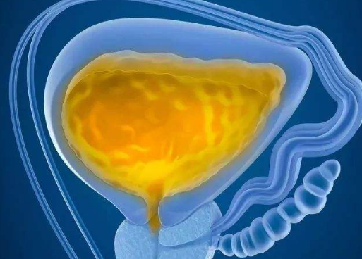 五脏六腑指的是什么