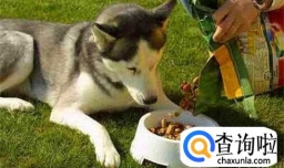 健康喂养之狗粮怎么喂，吃什么狗粮好？