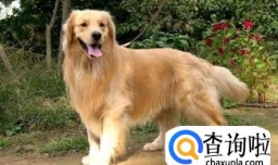 金毛狗狗的皮肤病要如何处理？