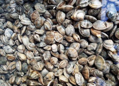 文蛤和花蛤的区别