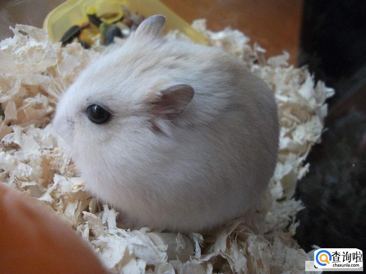 仓鼠嘴里藏食物怎么办