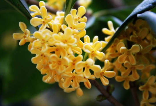 秋天开的花有哪些