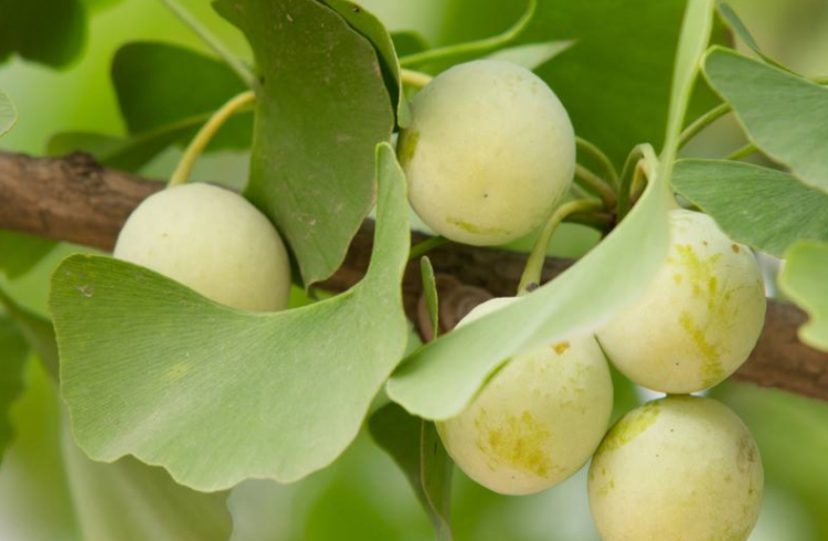 中国银杏之乡指的是哪里