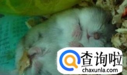 仓鼠宝宝的伪冬眠现象需谨慎