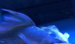 怎么养好蝴蝶鲤