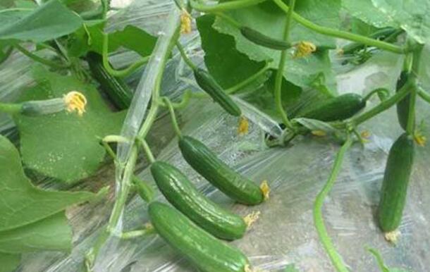 黄瓜是绿的为什么叫黄瓜