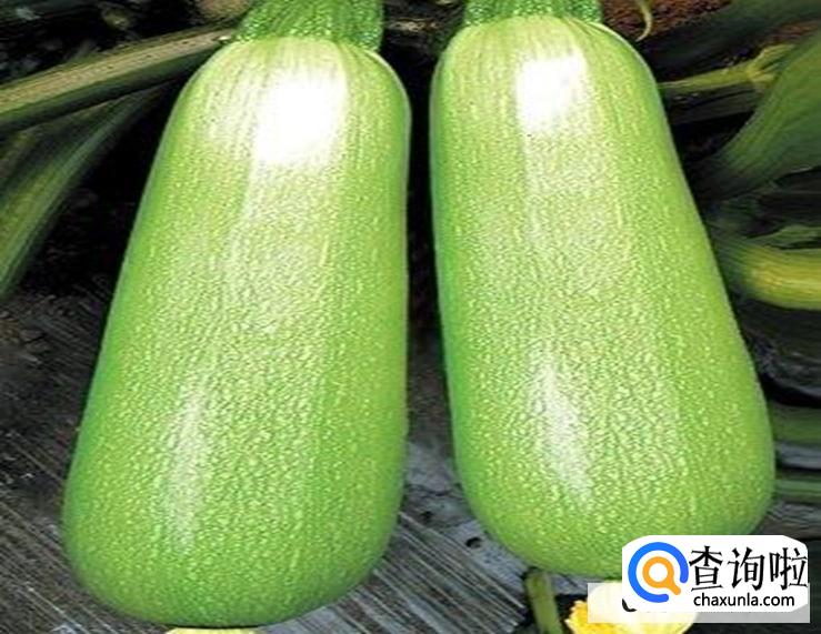 怎么判断西葫芦坏没坏