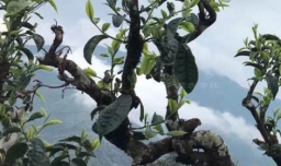 冰岛古树茶多少钱一斤？