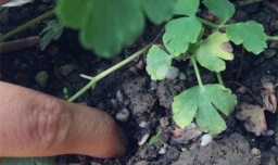 球兰开花时候如何浇水