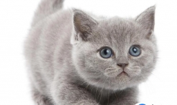 公猫为什么肚子特别大