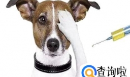 狗狗打完疫苗后的常见反应