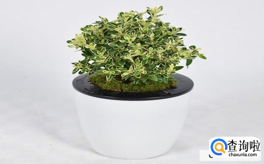 六月雪怎么扦插繁殖最好