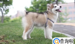 阿拉斯加拉稀是怎么回事,阿拉斯加拉稀要注意什么