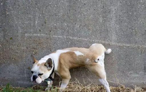 小狗怎么训练不在屋里大小便