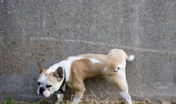 小狗怎么训练不在屋里大小便