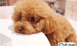 常见宠物价格概览