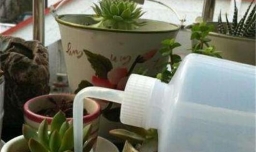 多肉植物的肉肉蔫了怎么办?