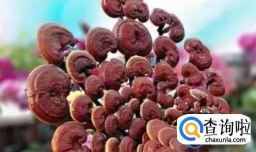 孢子粉的功效与作用（灵芝孢子油的功效与作用及吃法）