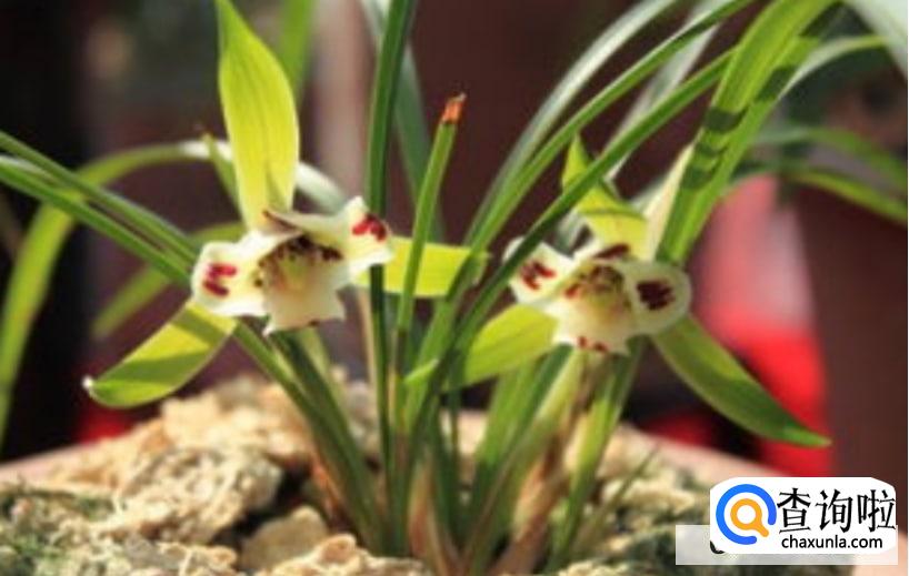 大红袍兰花如何养殖