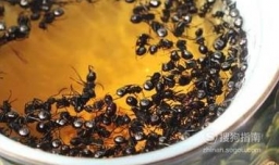 黑蚂蚁泡酒的功效与作用
