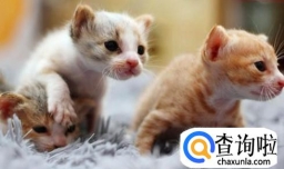 怎样照顾幼猫？