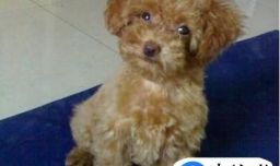 泰迪掉毛原因有哪些