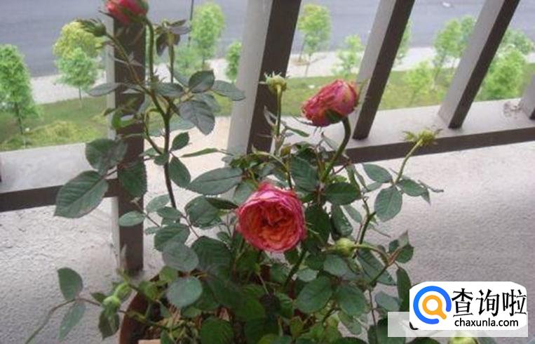 玫瑰叶子发黄怎么办