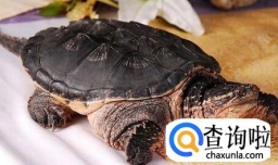 怎样养殖鳄鱼龟