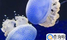 人吃了灯塔水母能一直活吗