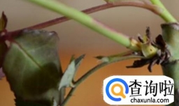 冬季月季扦插苗的操作方法