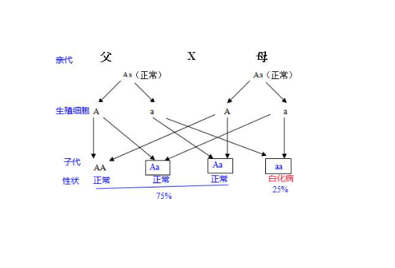 人类肤色遗传规律