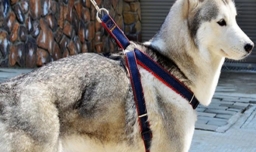 狗绳怎么套？狗绳怎么用？ 遛狗绳的套法图解