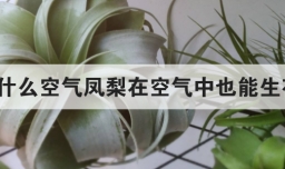 为什么空气凤梨在空气中也能生存