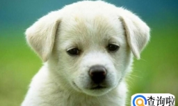 狗狗中毒了怎么办