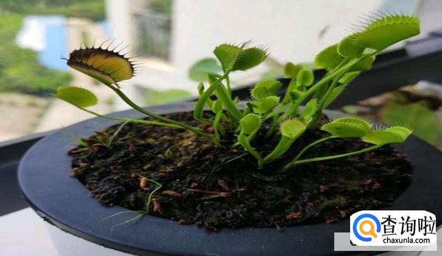 捕蝇草发黑怎么办