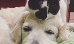 怎样让猫狗和平相处