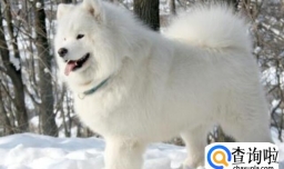 萨摩耶呕吐有什么办法呢？