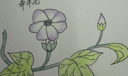 简笔画-喇叭花的画法