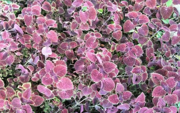 惠州景点排行榜前十名