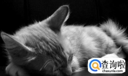 怎么辨别麒麟猫