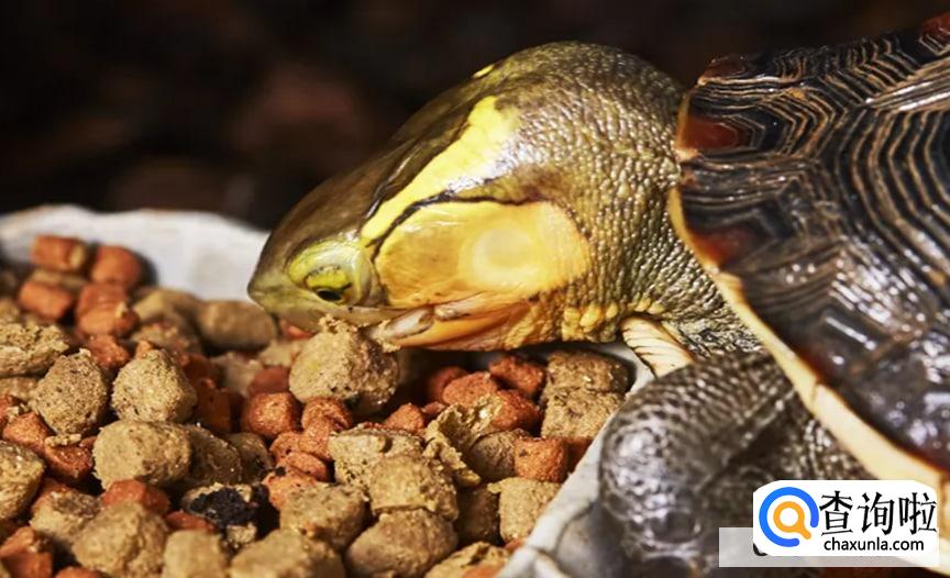 如何正确的给龟补钙合适呢